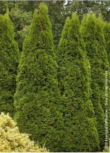 Topiaire (Plante taillée) - THUJA occidentalis SMARAGD (Thuya du Canada émeraude)