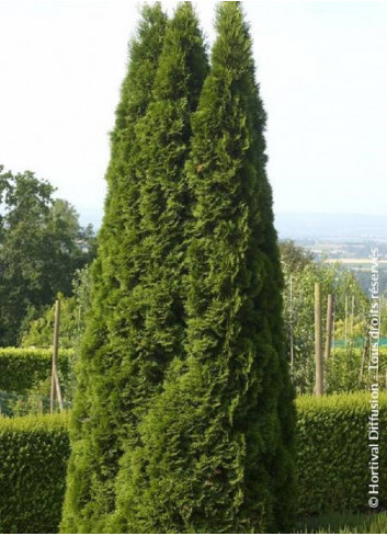 Topiaire (Plante taillée) - THUJA occidentalis SMARAGD (Thuya du Canada émeraude)