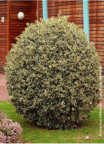 Topiaire (Plante taillée) - ILEX aquifolium ARGENTEA MARGINATA (Houx commun panaché)