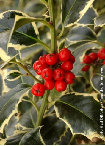 Topiaire (Plante taillée) - ILEX aquifolium ARGENTEA MARGINATA (Houx commun panaché)