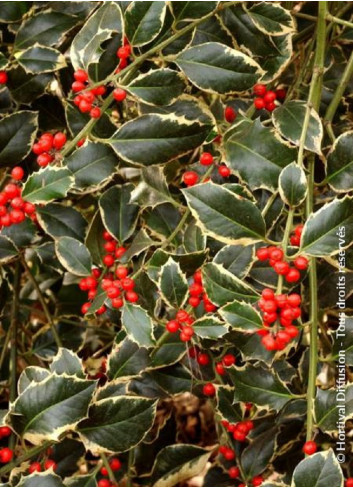 Topiaire (Plante taillée) - ILEX aquifolium ARGENTEA MARGINATA (Houx commun panaché)