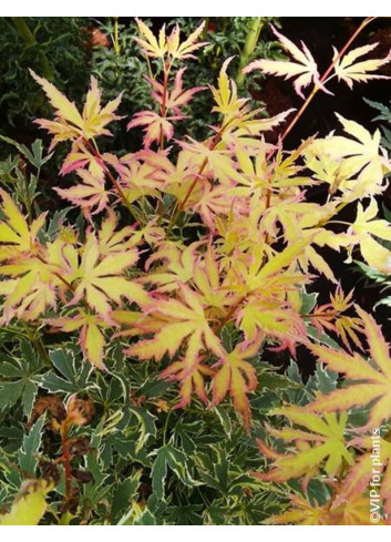 ACER palmatum METAMORPHOSA