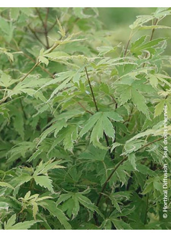 ACER palmatum METAMORPHOSA