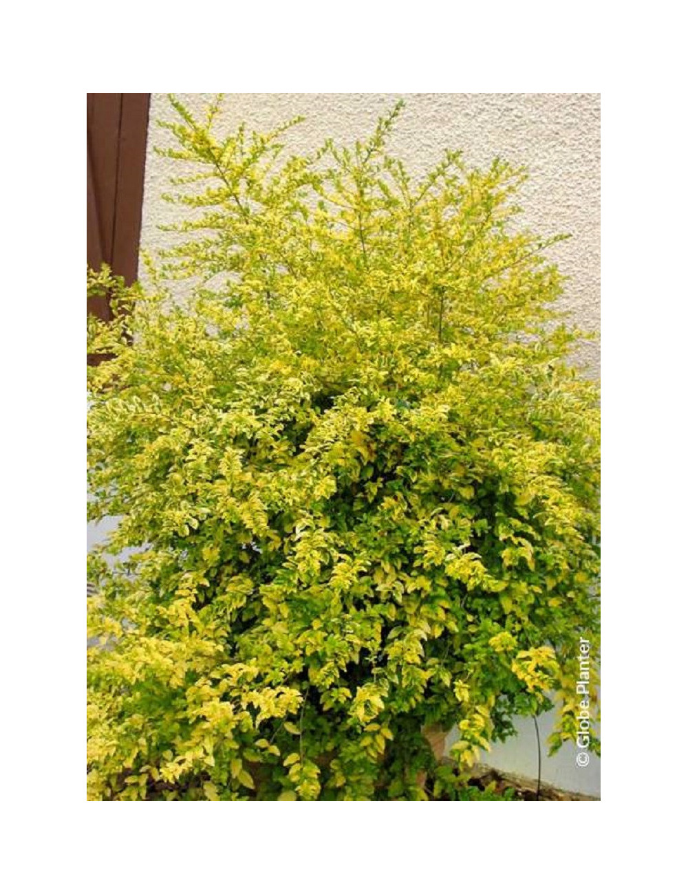 LIGUSTRUM sinense LEMON & LIME