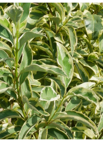 LIGUSTRUM japonicum EXCELSUM SUPERBUM