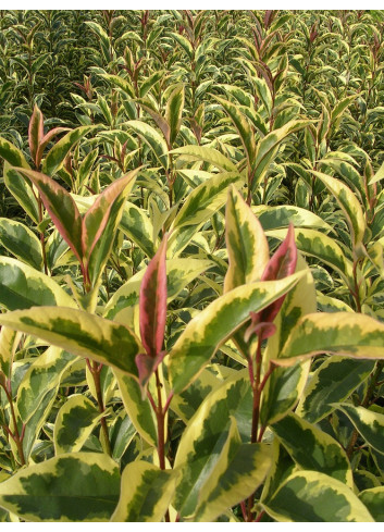 LIGUSTRUM japonicum EXCELSUM SUPERBUM