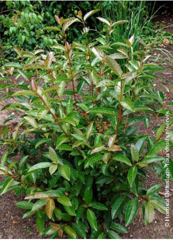 VIBURNUM LE BOIS MARQUIS