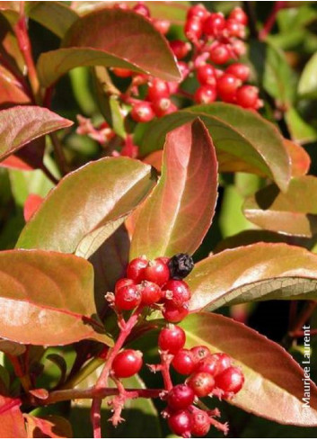 VIBURNUM LE BOIS MARQUIS