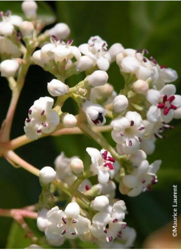 VIBURNUM LE BOIS MARQUIS