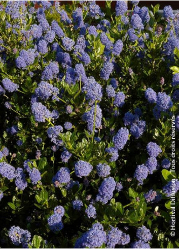 CEANOTHUS VICTORIA