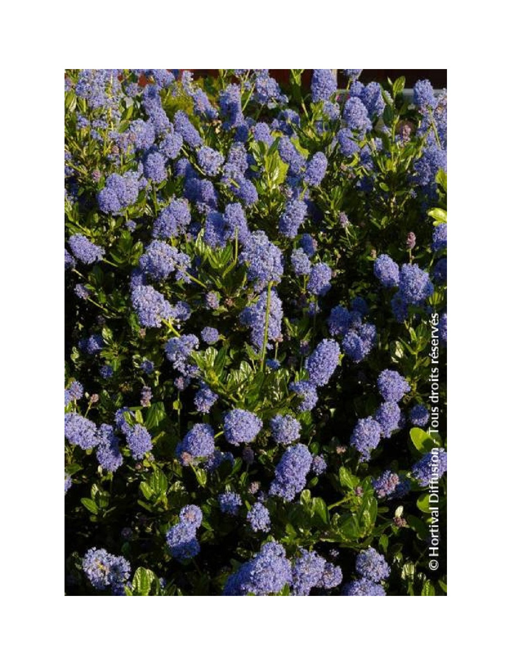 CEANOTHUS VICTORIA