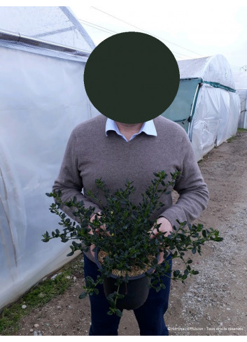 CEANOTHUS VICTORIA En pot de 4-5 litres