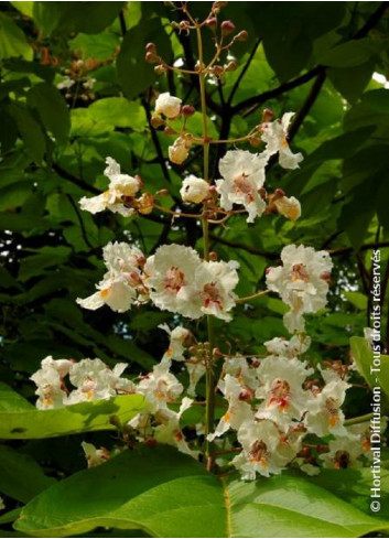 CATALPA bignonioides AUREA