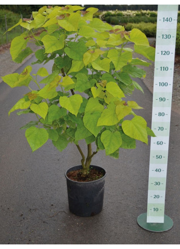 CATALPA bignonioides AUREA En pot de 15 litres forme touffe