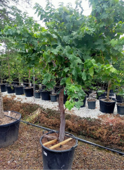 VIGNE DE TABLE En pot forme tige avec un vieux tronc