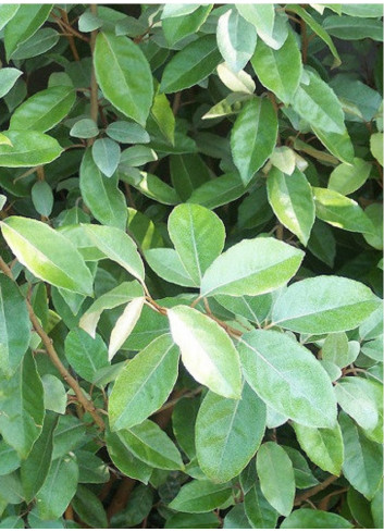 ELAEAGNUS ebbingei