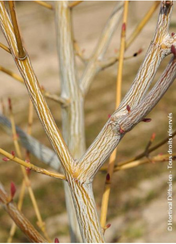 ACER davidii VIPER