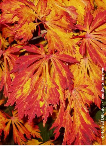 ACER japonicum ACONITIFOLIUM