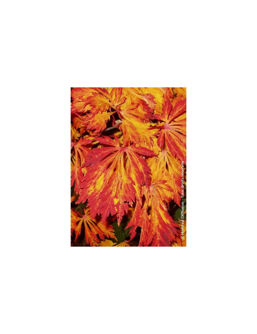 ACER japonicum ACONITIFOLIUM