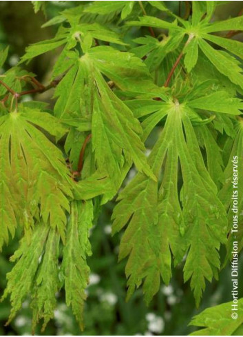 ACER japonicum ACONITIFOLIUM