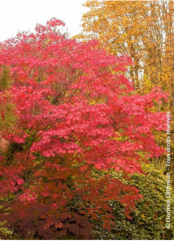 ACER japonicum ACONITIFOLIUM