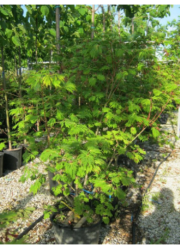 ACER japonicum ACONITIFOLIUM