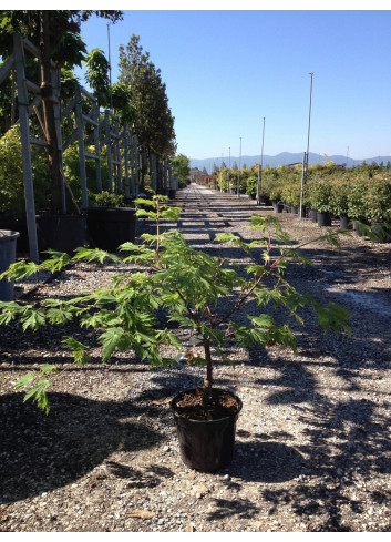 ACER japonicum ACONITIFOLIUM En pot de 15-20 litres