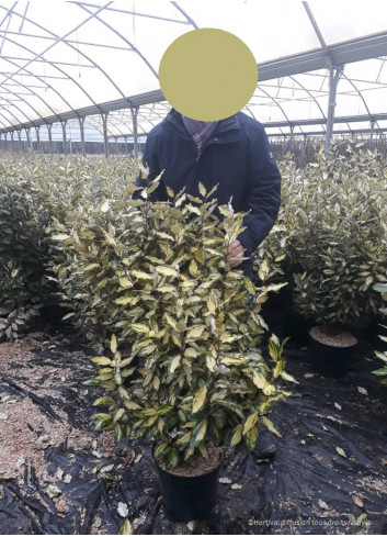 ELAEAGNUS ebbingei MARYLINE  En pot de 10-12 litres forme buisson