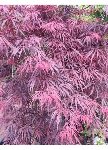 ACER palmatum DISSECTUM INABE SHIDARE