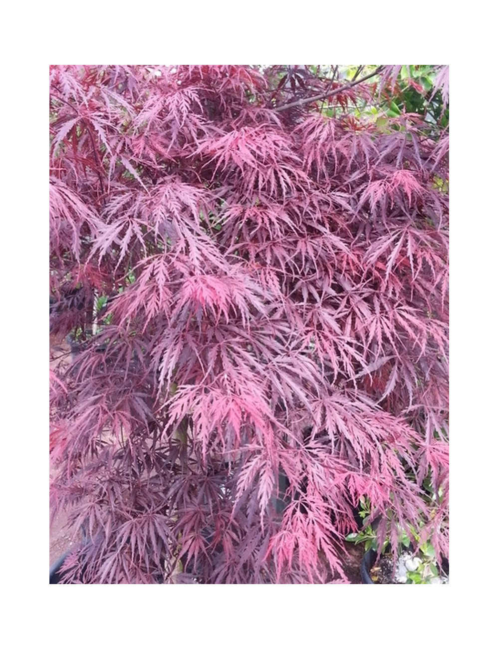 ACER palmatum DISSECTUM INABE SHIDARE