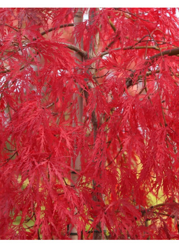 ACER palmatum DISSECTUM INABE SHIDARE