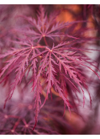 ACER palmatum DISSECTUM INABE SHIDARE