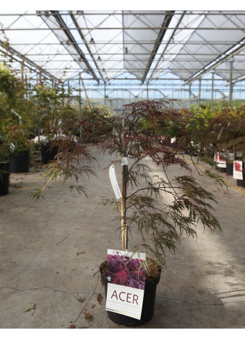 ACER palmatum DISSECTUM INABE SHIDARE En pot de 4-5 litres