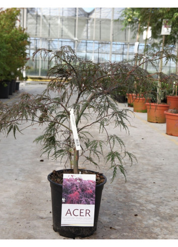 ACER palmatum DISSECTUM INABE SHIDARE En pot de 10-12 litres