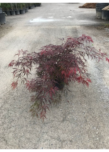 ACER palmatum DISSECTUM INABE SHIDARE En pot de 15-20 litres