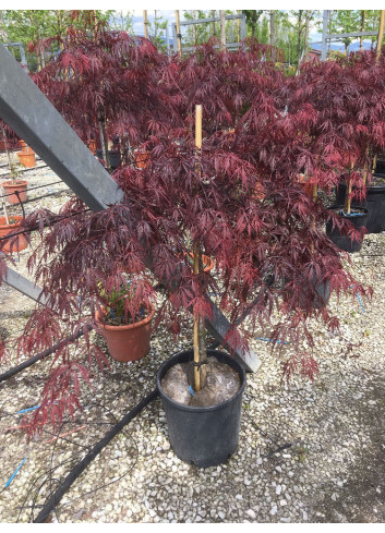 ACER palmatum DISSECTUM INABE SHIDARE En pot de 15-20 litres