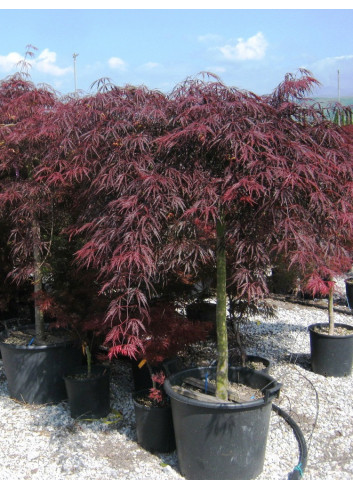 ACER palmatum DISSECTUM INABE SHIDARE En pot de 50-70 litres