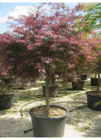 ACER palmatum DISSECTUM INABE SHIDARE En pot de 70-90 litres