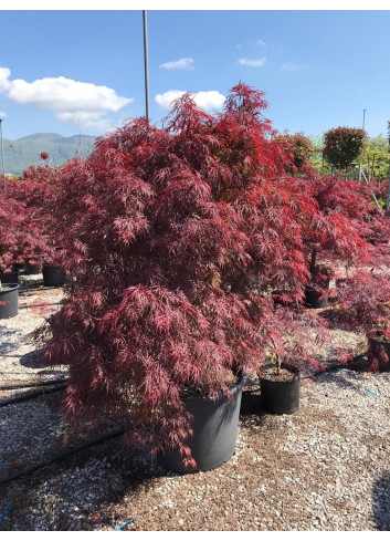 ACER palmatum DISSECTUM INABE SHIDARE En pot de 90-110 litres