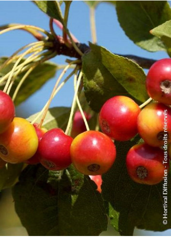 MALUS RED JEWEL