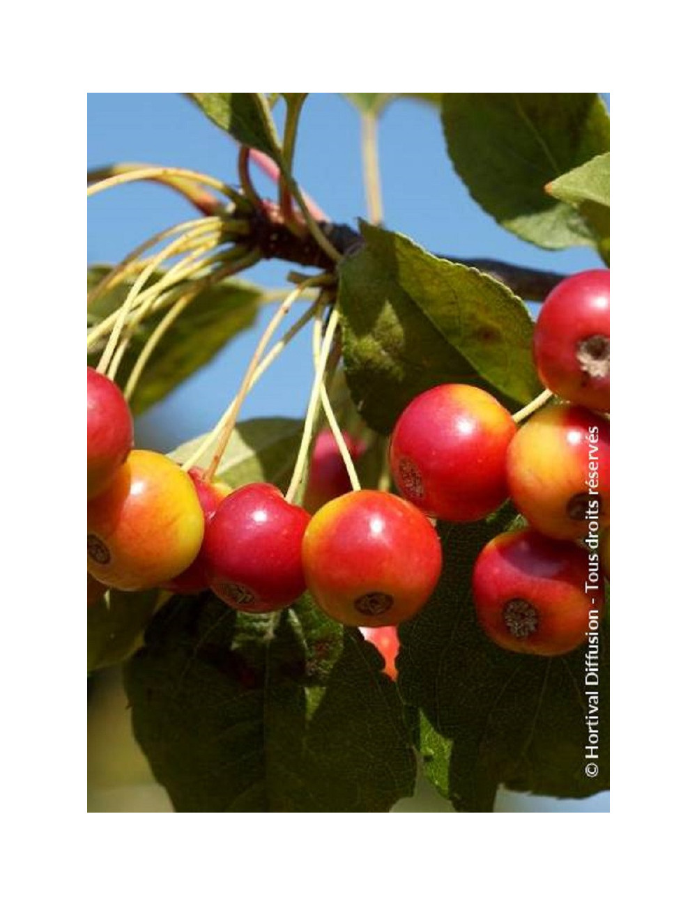 MALUS RED JEWEL