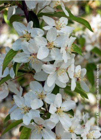 MALUS RED JEWEL