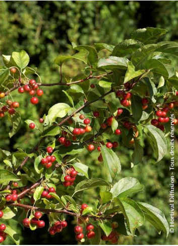 MALUS RED JEWEL