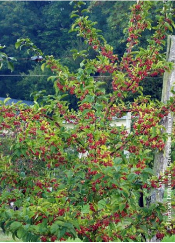 MALUS RED JEWEL