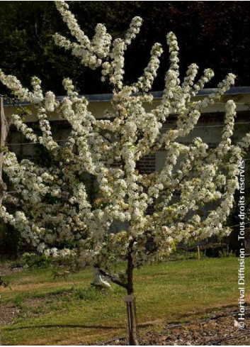 MALUS RED JEWEL