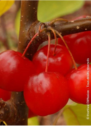 MALUS RED SENTINEL