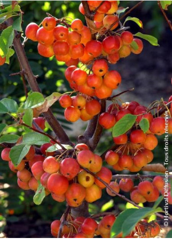 MALUS RED SENTINEL