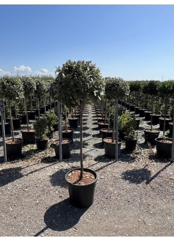 Topiaire (Plante taillée) - ELAEAGNUS ebbingei (Chalef) En pot forme boule sur tige hauteur du tronc 090-110 cm