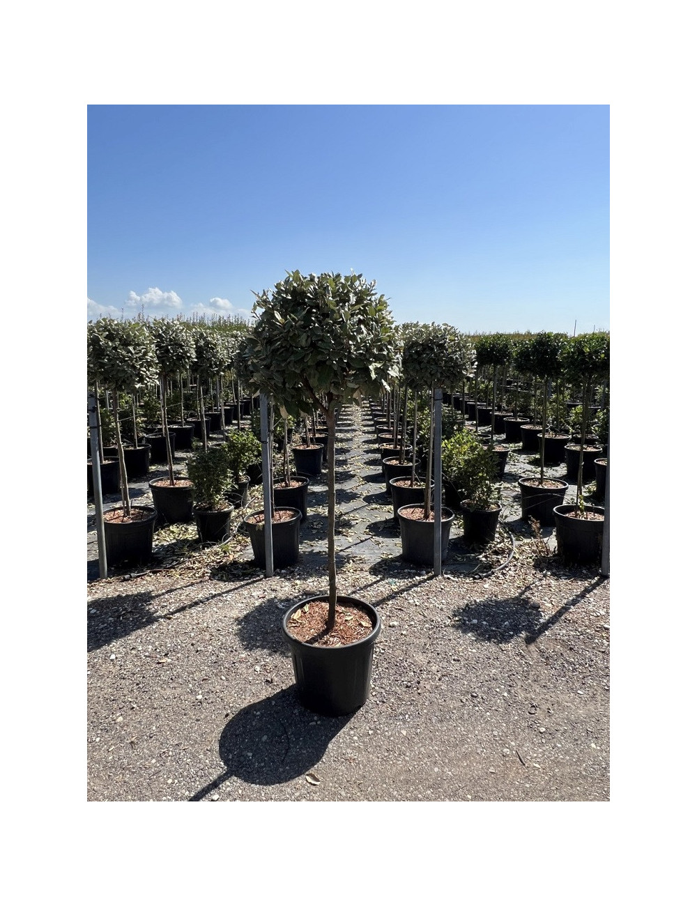 Topiaire (Plante taillée) - ELAEAGNUS ebbingei (Chalef) En pot forme boule sur tige hauteur du tronc 090-110 cm