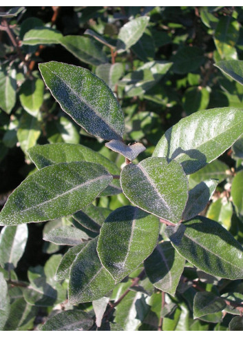 Topiaire (Plante taillée) - ELAEAGNUS ebbingei (Chalef)